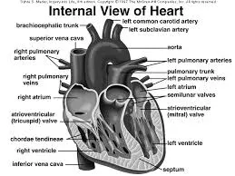 Dissection of a human heart